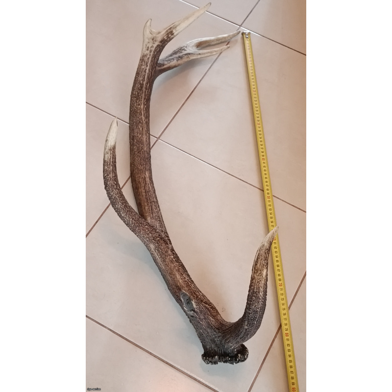Natural Red Deer Antler (7 Points, 85 cm, 2.48 kg)