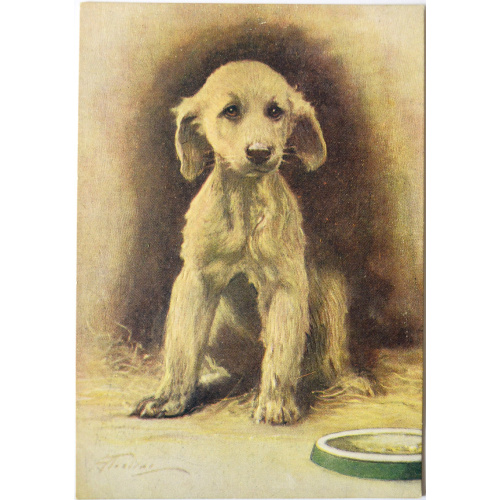 postcard "Dog"