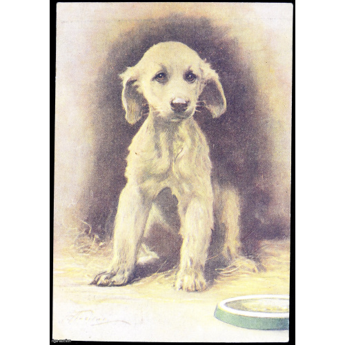postcard Dog, England