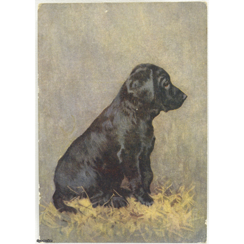postcard "Retriever", England